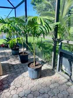 christmas palm adonidia merrillii (7 gallon)