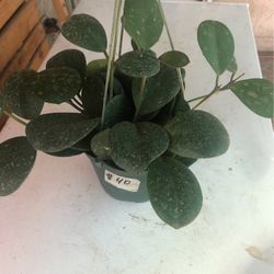Hoya Abovata