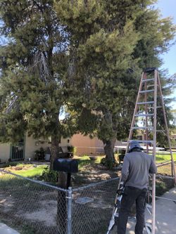 Tree trimmer For Sale! 