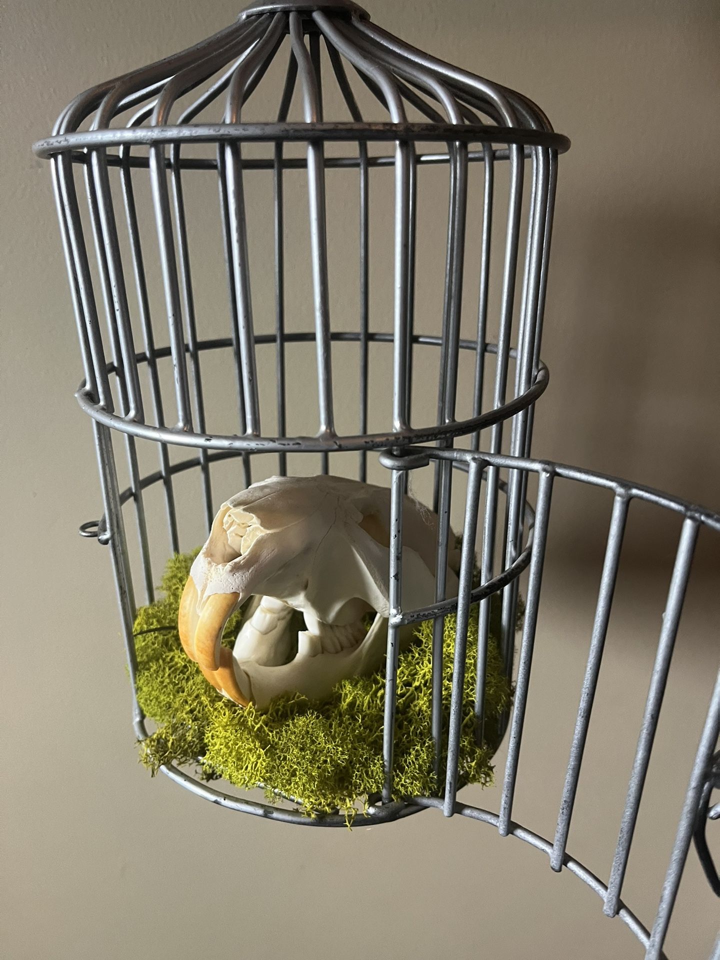 Beaver Skull In Bird Cage 