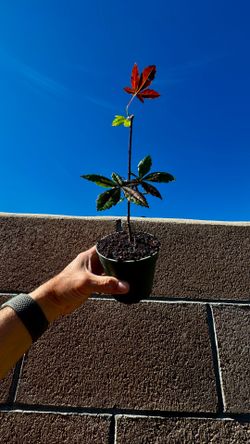japanese red maple tree in a 4” cup