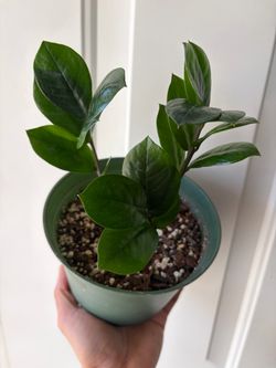 Zz Plant 🌱