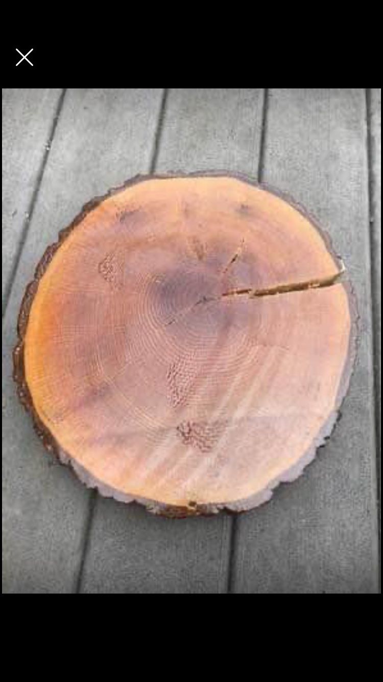 Stained Tree Rings (17 Total)