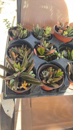 Succulents
