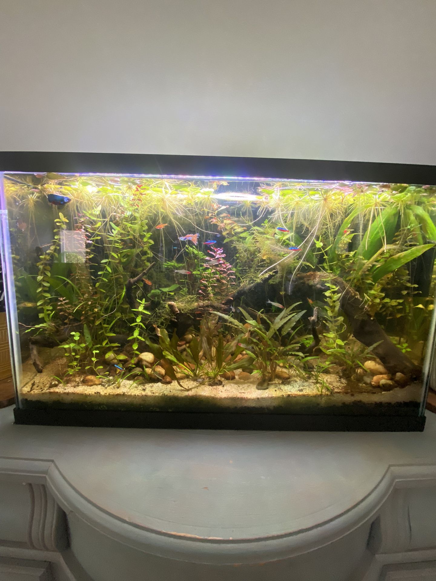 Aquarium / Fishtank