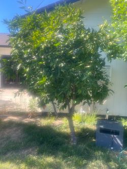 Halo Orange Tree