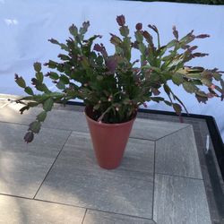 A pot of cute Thanksgiving cactus ready to bloom