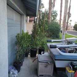 Ficus Tress 
