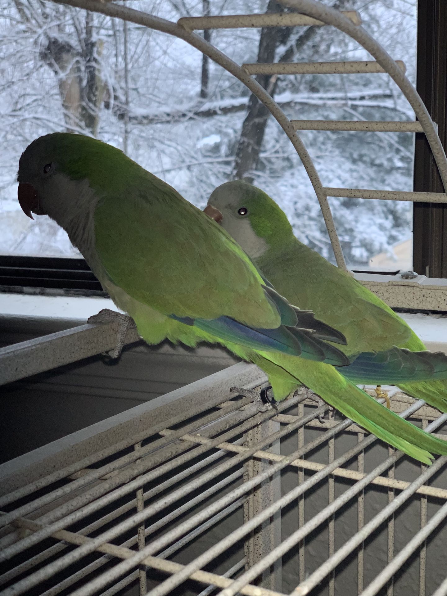 Parakeet birds