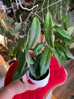 Hoya sp. GPS 9076