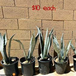 Agave Plant $10 Each
