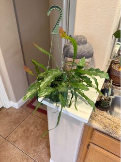 Live Fire Ric Rac Fishbone Cactus Plant with Hanging Basket (Please read full description)