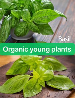🍀 Organic Basil plant healthy young plants🤝available while stock lasts