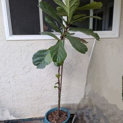 Fiddle Leaf Fig Plant And Pot