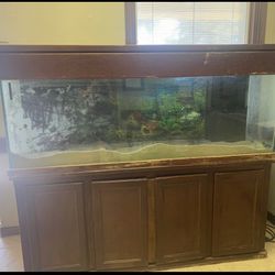 Fish Tank 