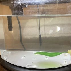 Fish Tank