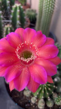 Small cactus 🌵 beautiful color