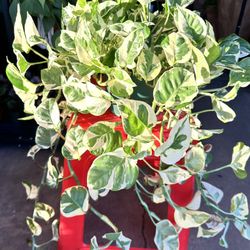 N Joy Potho Long And Full Cascading trầu bà cẩm thạch