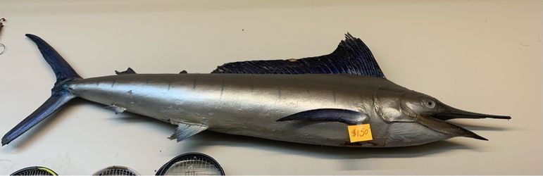 Striped Marlin Taxidermy $150-