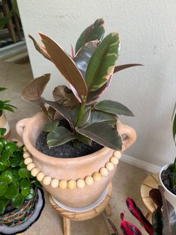 Ruby Ficus Houseplant