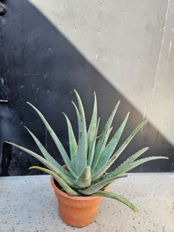 Big Aloe Vera for $25