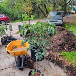 Fruiting Longan Trees In 7 Gallon Containers 