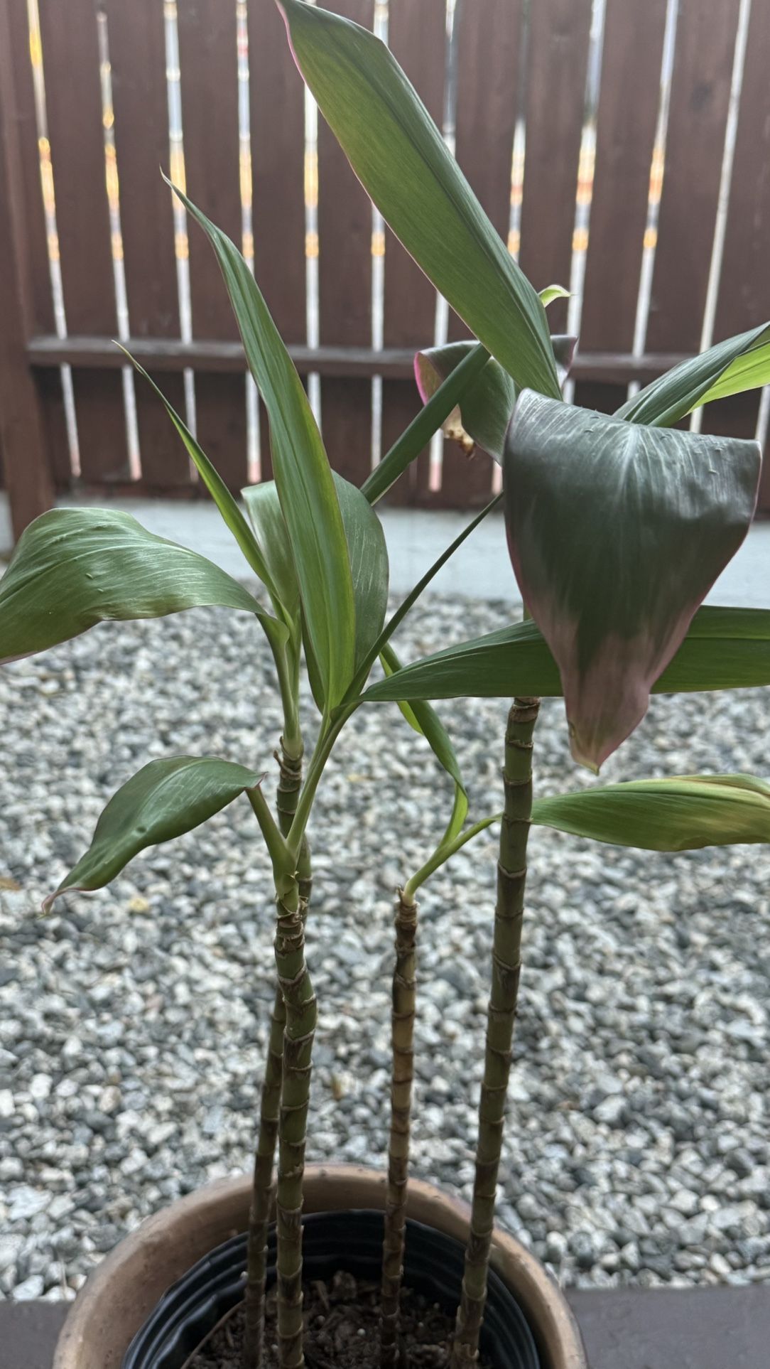 Healthy Dracaena — Potted 30” Tall