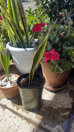 Snake plant