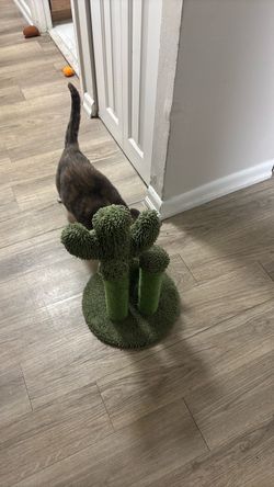 Cactus scratching post for cats