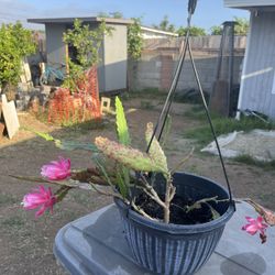 German Empress Cactus 