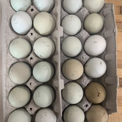Dozen Easter Egger eggs!