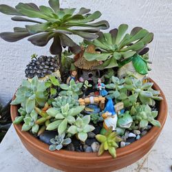 Succulents Arrangements III