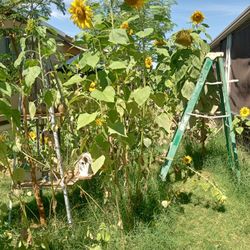13 Foot Sunflower Sunflower Seeds 25