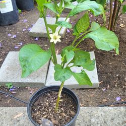 Green pepper plant flowering in 1-gal nursery pot