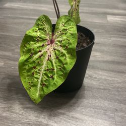 Caladium (Elephant Ear Plant w/ Pot)