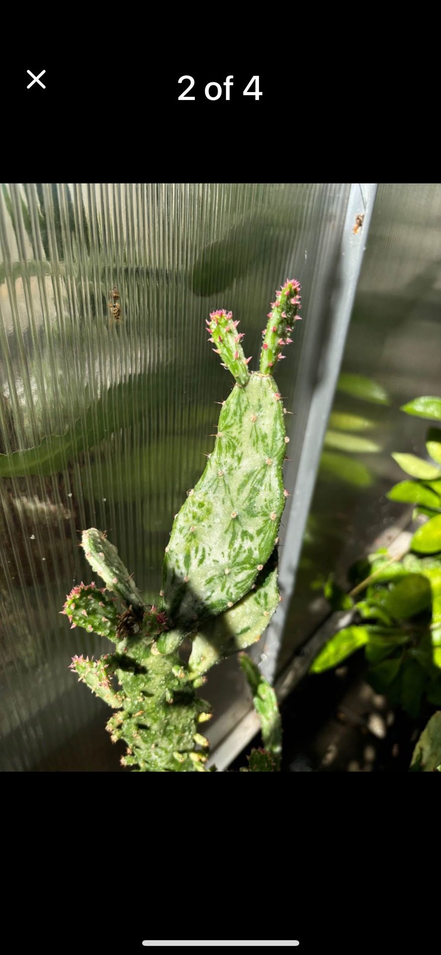 Variegated Opuntia Cactus