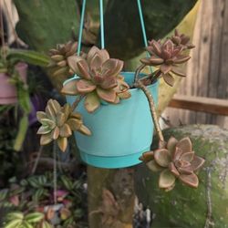 Suculenta Planta Colgante