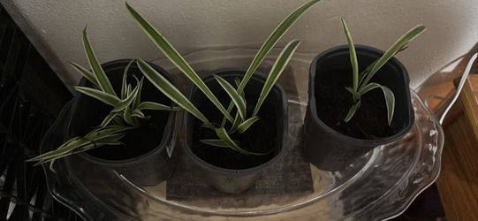 Spider plants