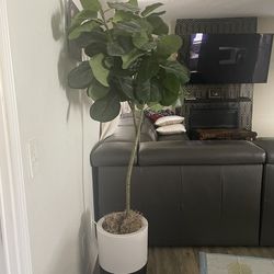 Fig tree faux