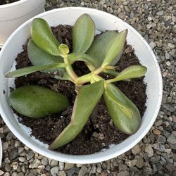 Jade Succulent 