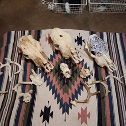 Animal Skulls 