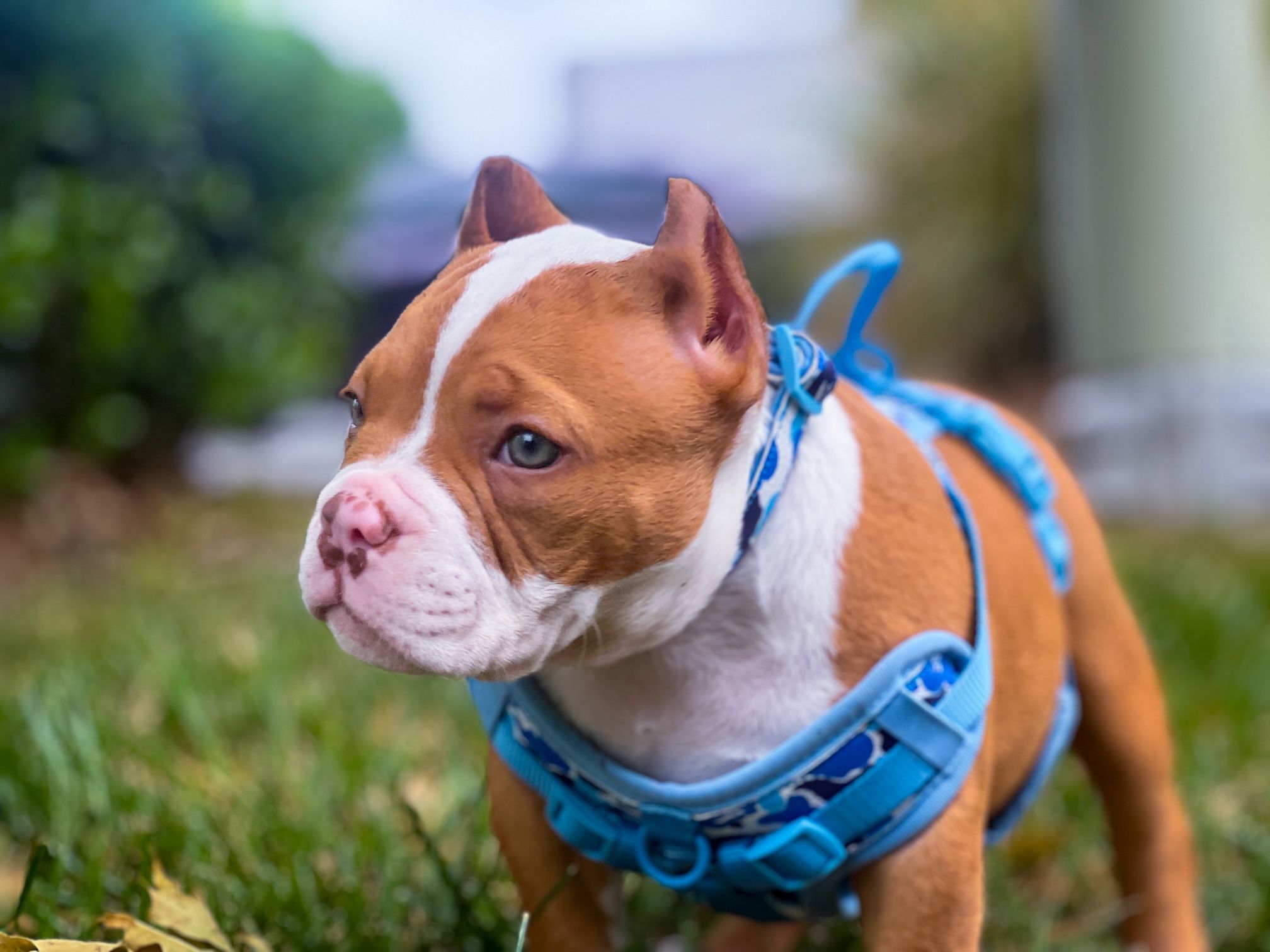 FOR SALE: Custom BAPE Small Dog Collar & Harness - $60