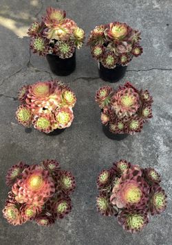 Aeonium Yuzi cluster $45ea