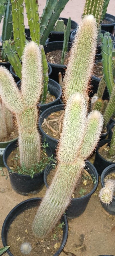 Cactus Plant.