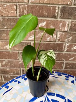 Monstera albo Live Plant 5” pot
