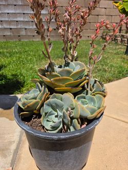 Beautiful succulent