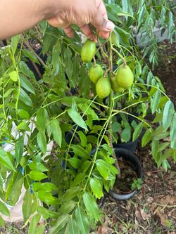 June plum tree