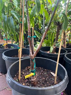 Orange sherbet mango tree