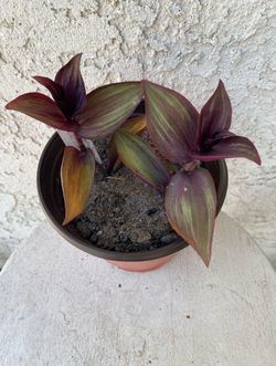 6 Inch Pot Succulent Plant- Tradescantia Zebrina Violet - Wandering Dude - Live Succulent - Rooted & Established - Drought Resistant - 🪴