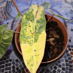 Philodendron Billietiae Variegated Rare Plant